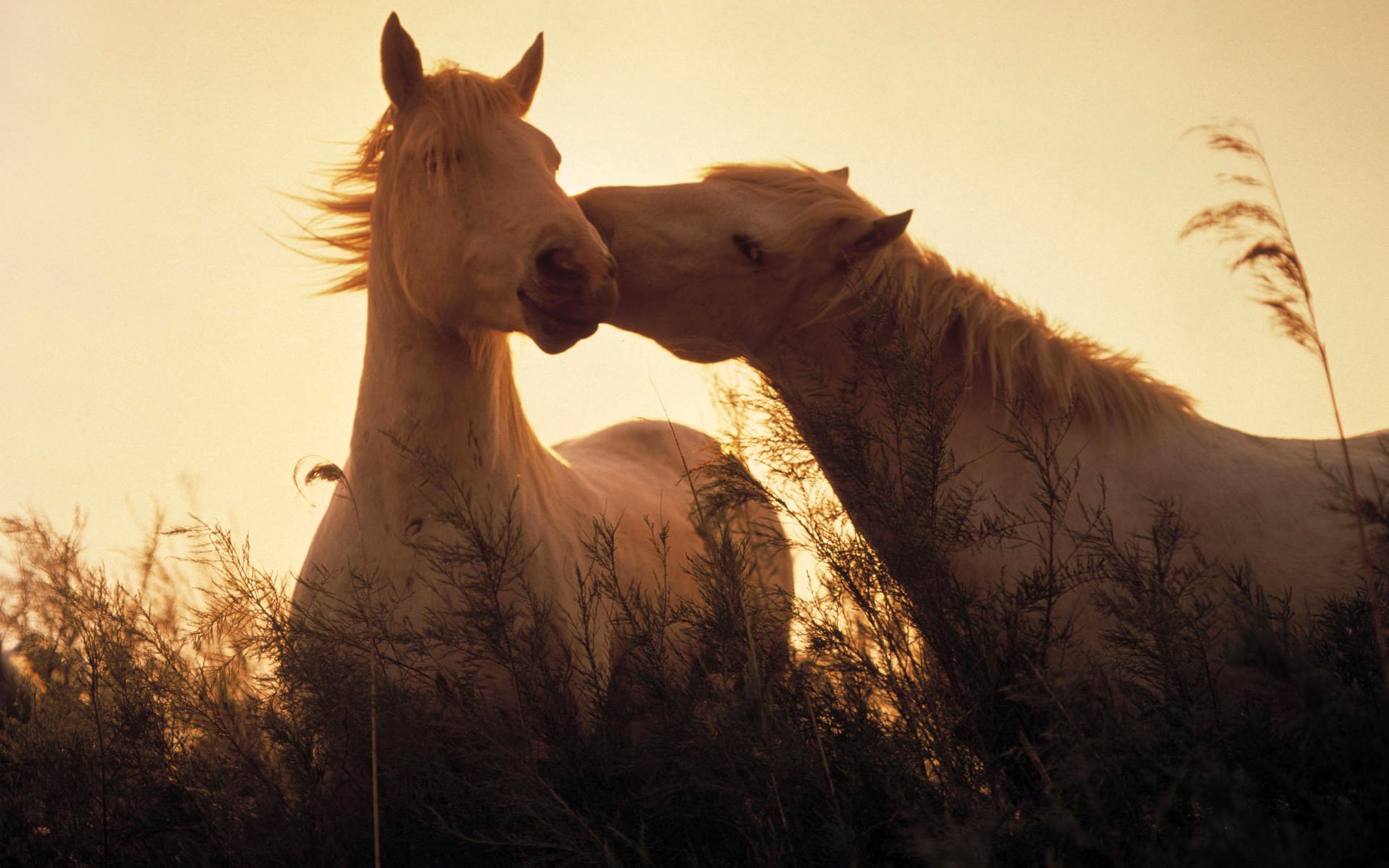 HD PC desktop wallpaper featuring two horses nuzzling in a sunlit field with tall grass during golden hour.