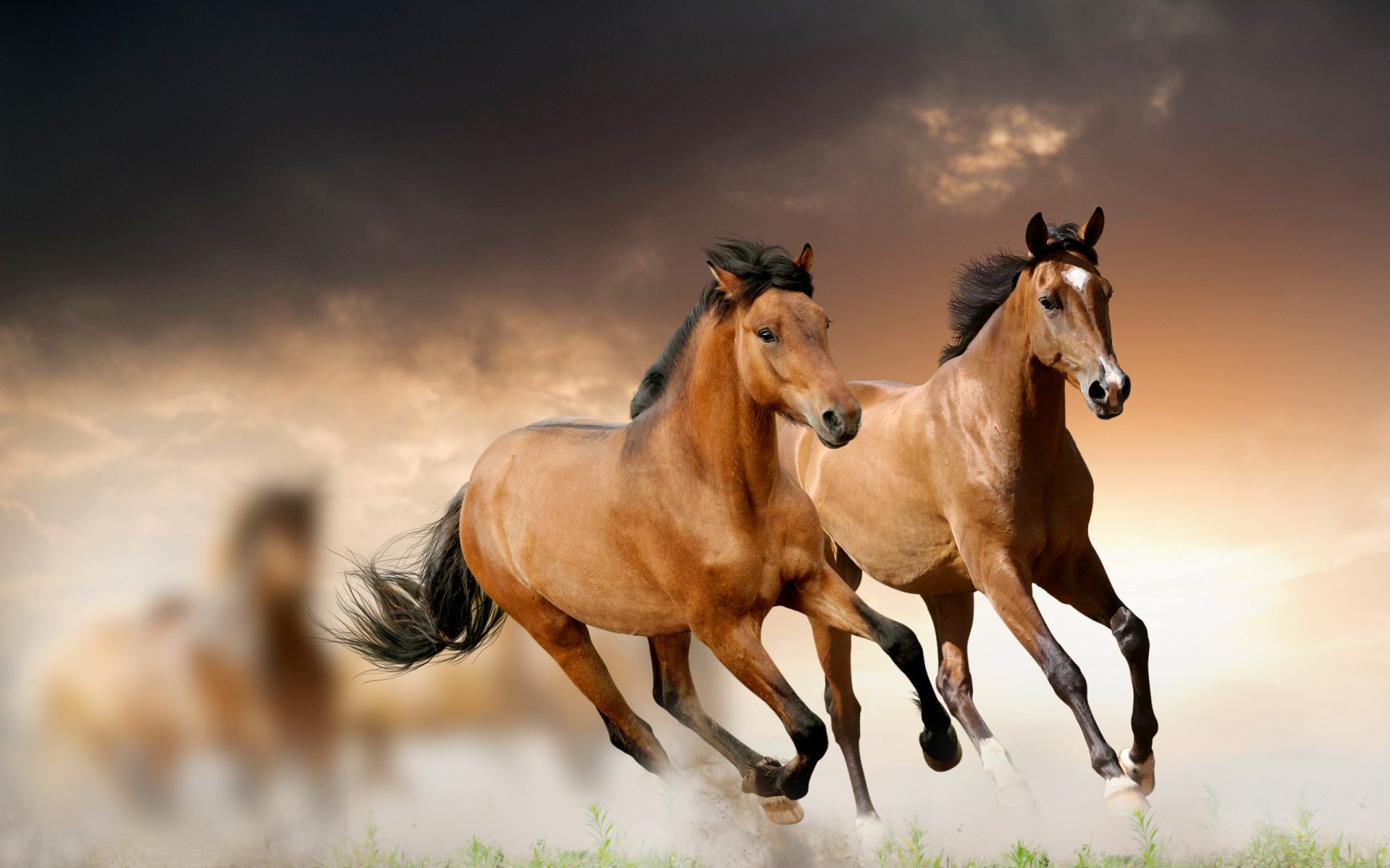 Two horses run freely against a dramatic sky, capturing the beauty and spirit of nature. This high-definition image serves as an engaging PC desktop wallpaper and background.