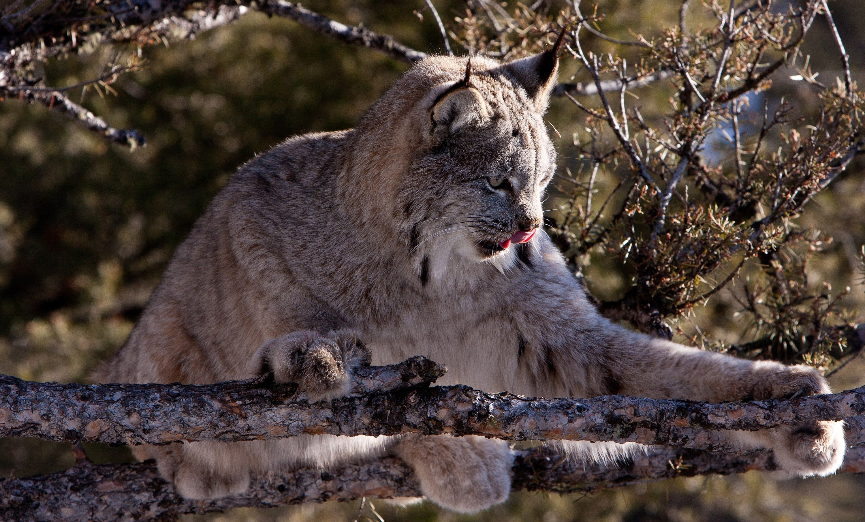 Рысь на дереве. Рысь (Lynx Lynx) в дикой природе. Полярная Рысь. Якутская Рысь. Рысь Таганай.