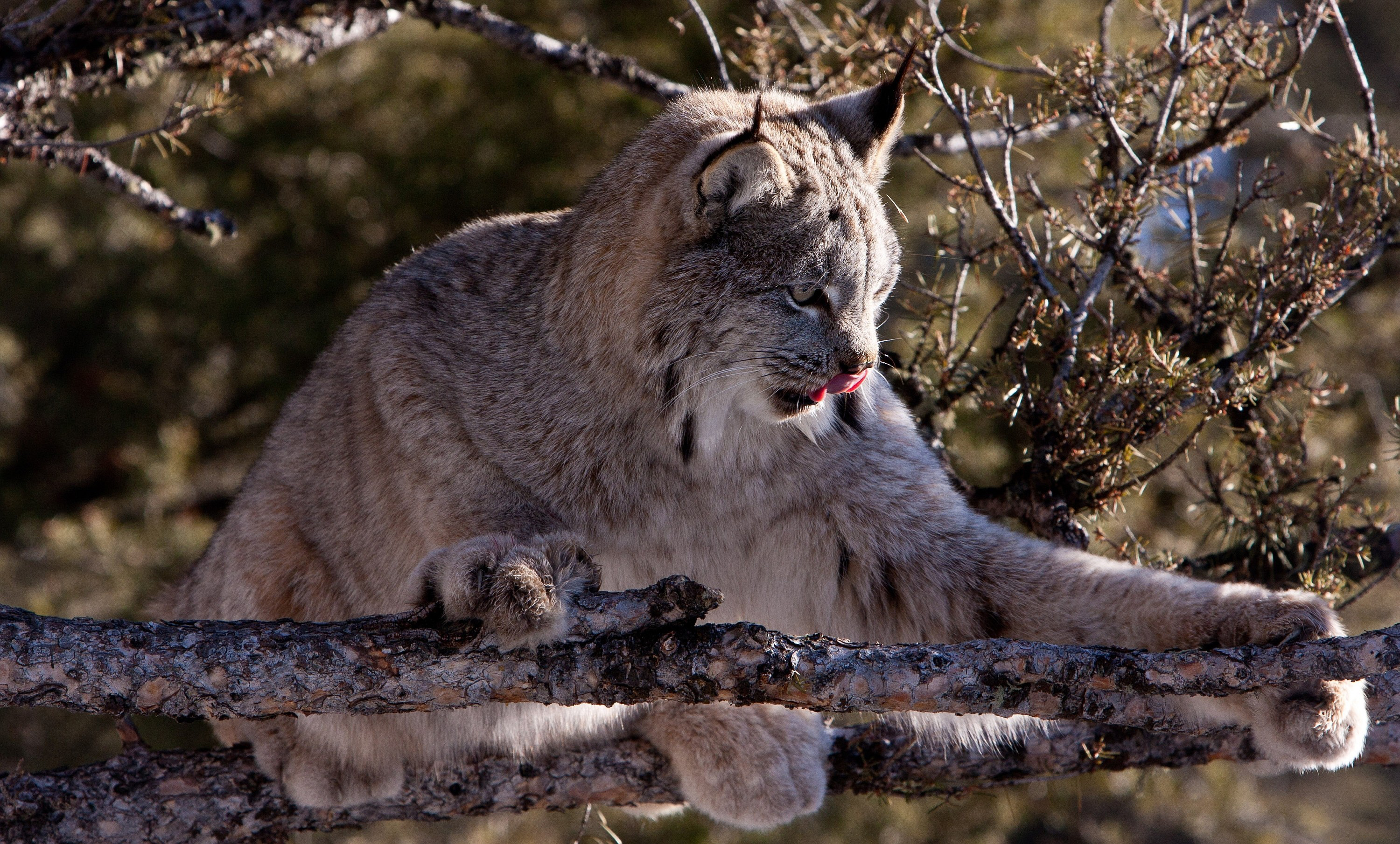 Умное дикое животное. Рысь (Lynx Lynx) в дикой природе. Полярная Рысь. Бобкэт Рысь. Якутская Рысь.