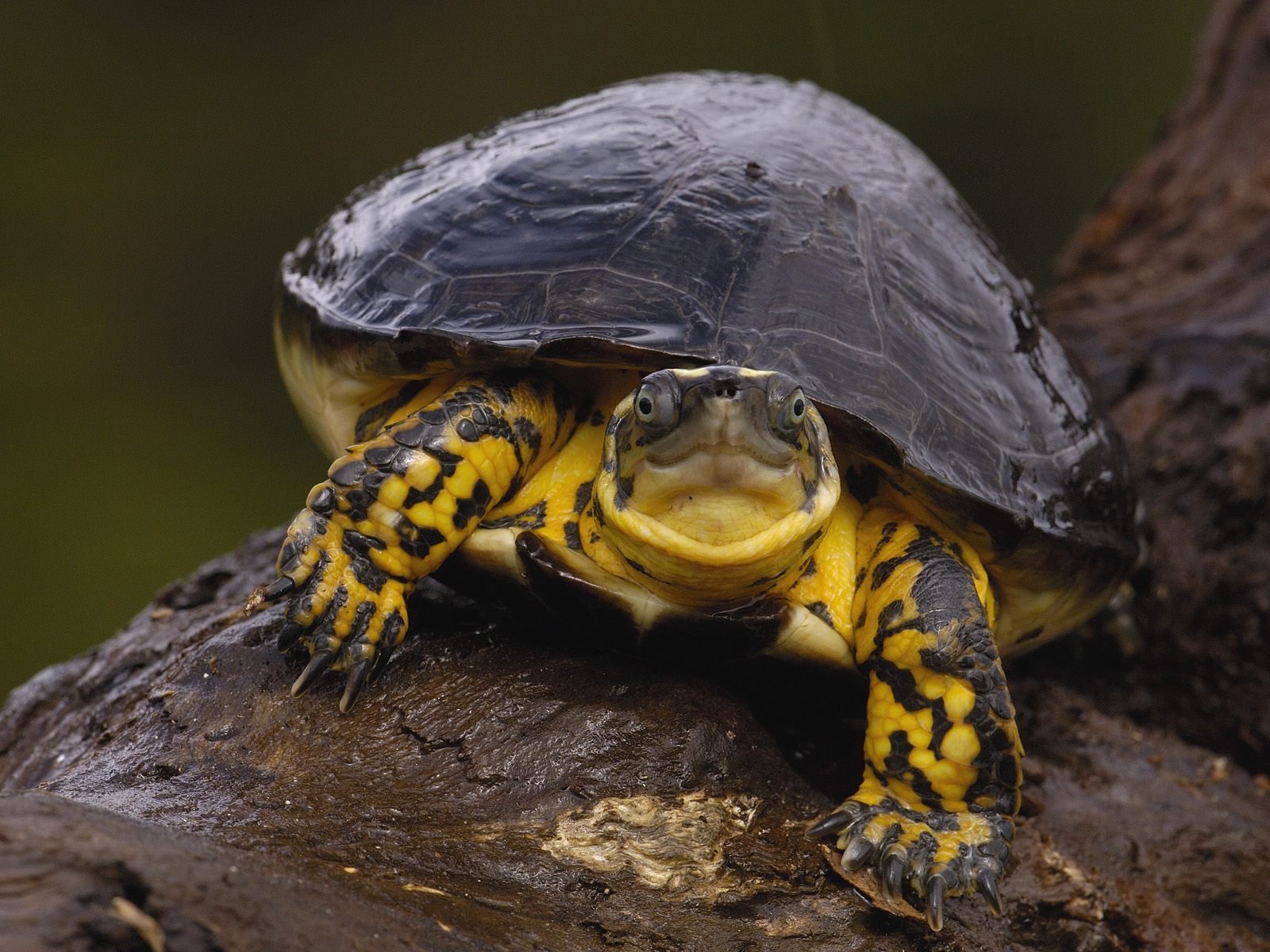 Download Close-up Reptile Animal Turtle Wallpaper by Pete Oxford