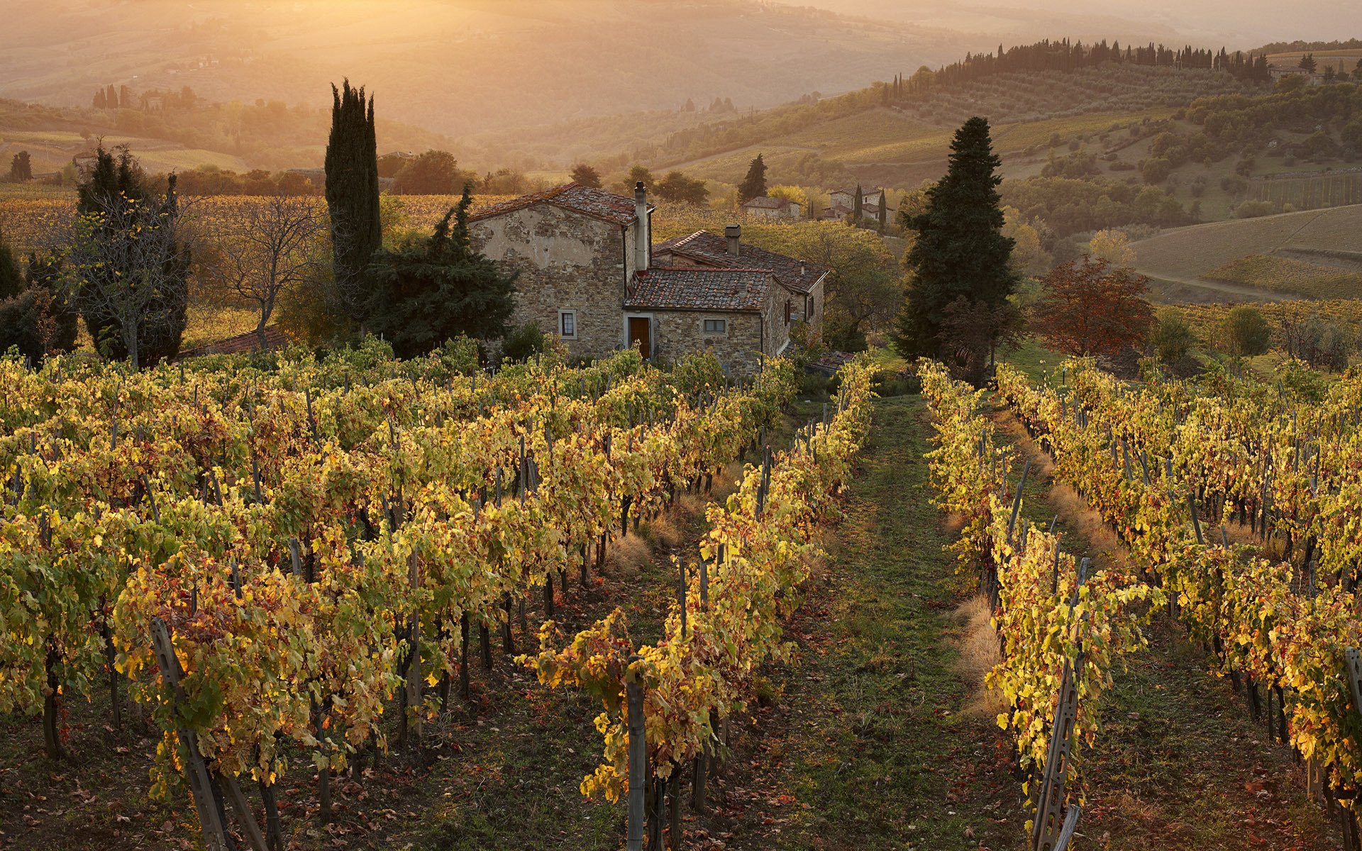 Download Man Made Vineyard HD Wallpaper