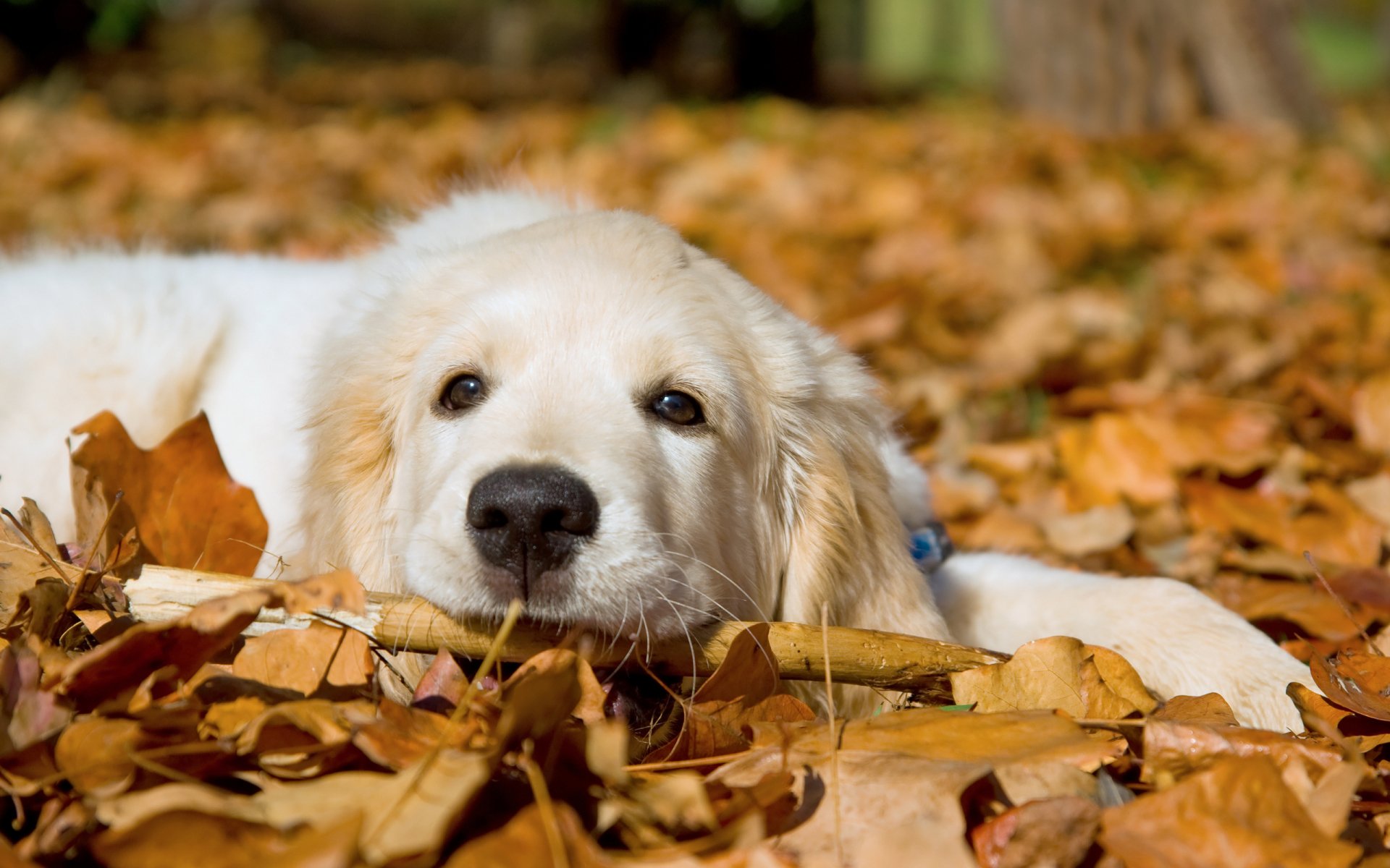 Download Animal Dog HD Wallpaper | 2560x1600 | Wallpaper Abyss