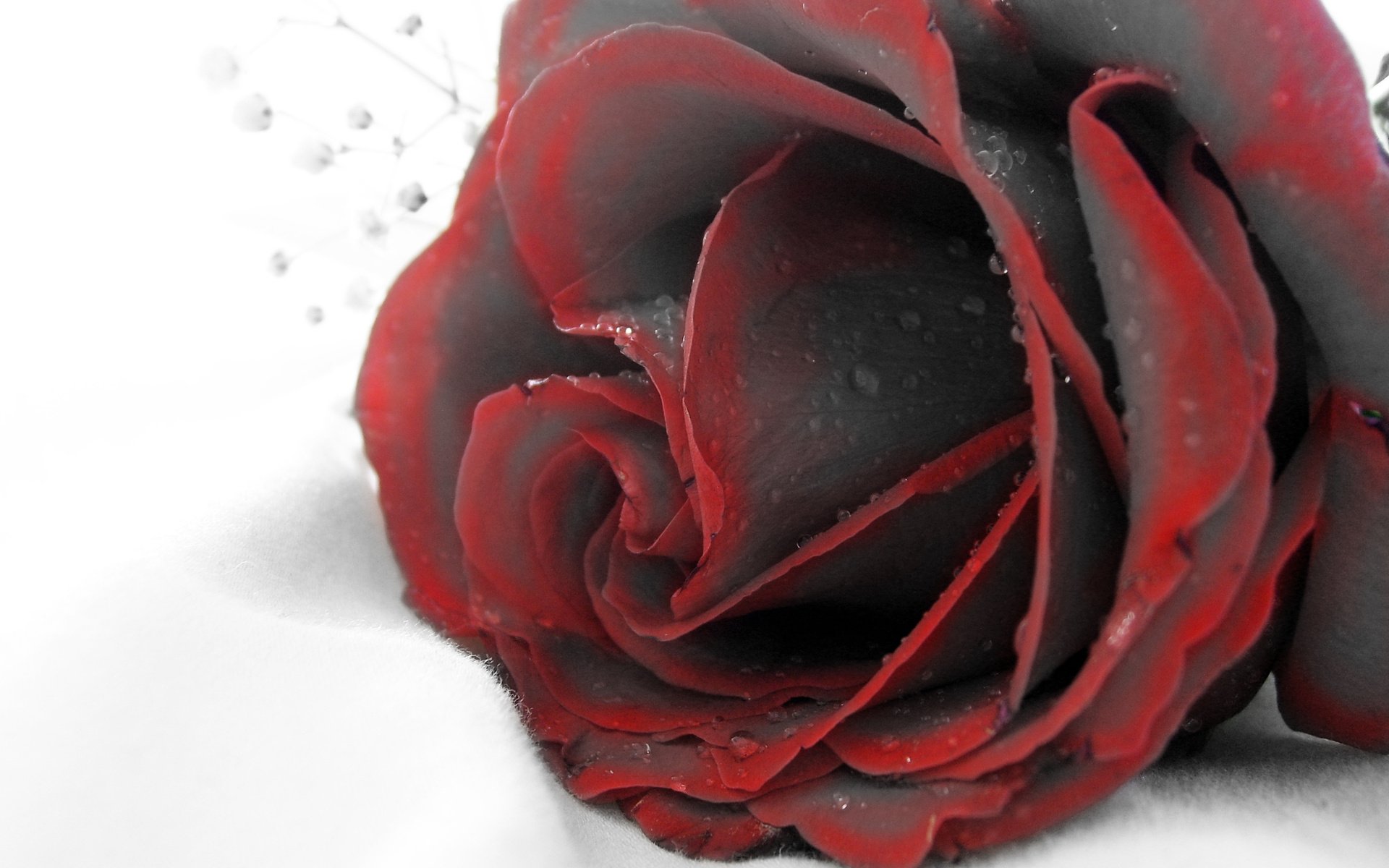 Download Nature Rose HD Wallpaper