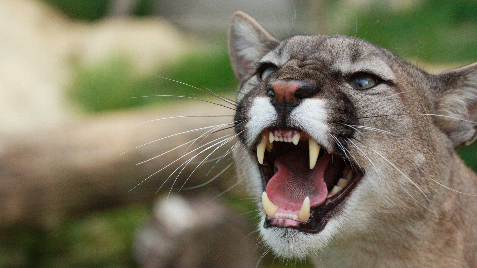 Download Animal Cougar HD Wallpaper | 1920x1080 | Wallpaper Abyss