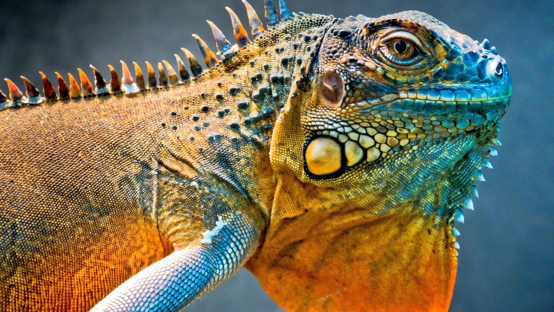 Download Animal Iguana HD Wallpaper