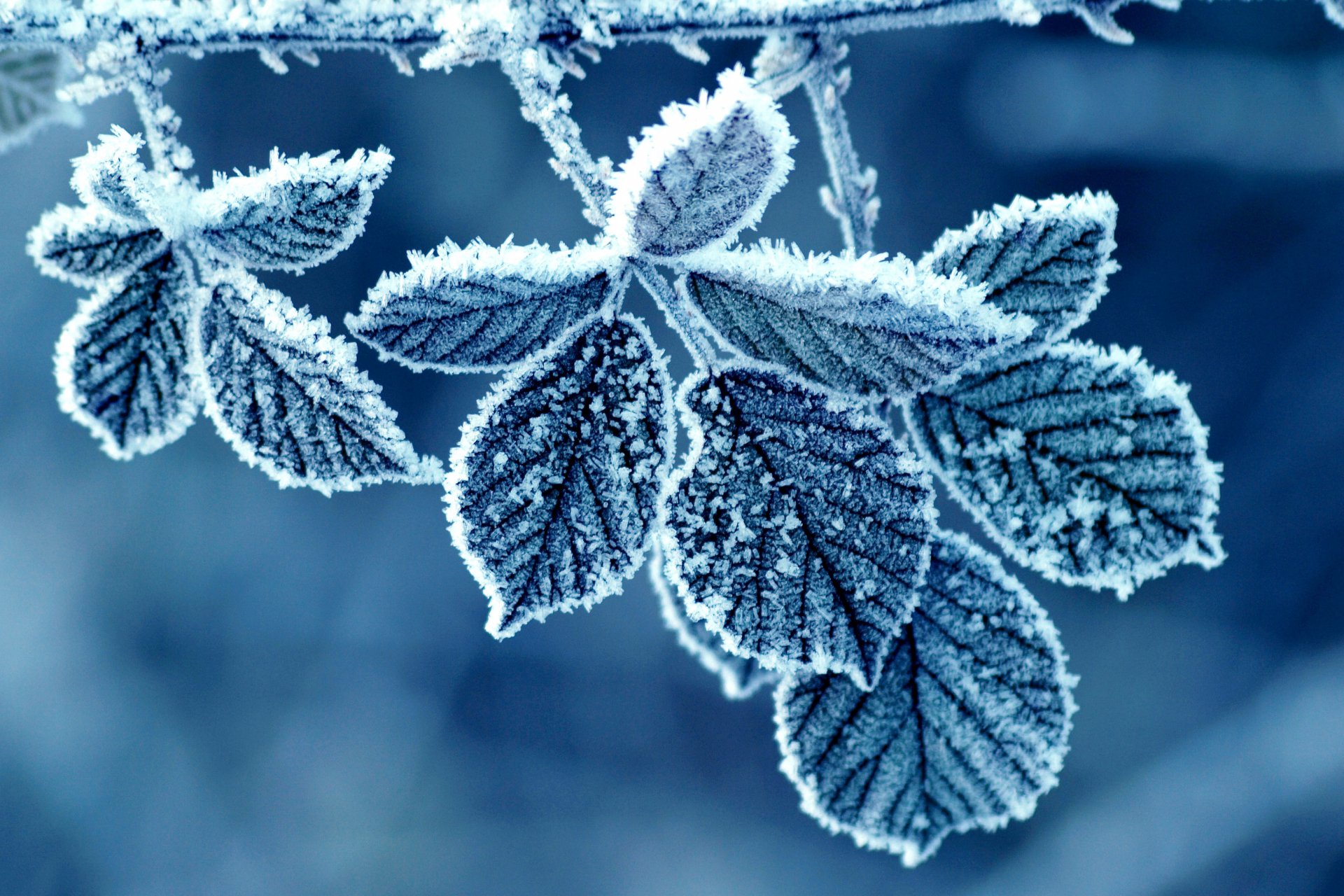 Frost-covered leaves glisten in cool tones, capturing the serene beauty of nature, making it a stunning HD desktop wallpaper and background.