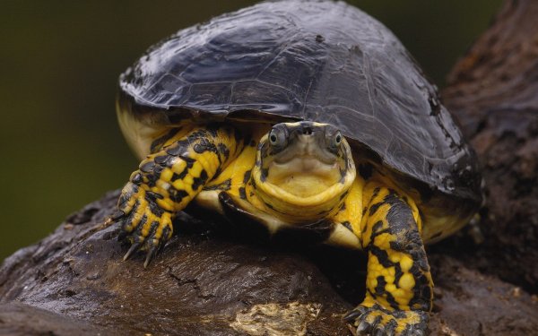 Animal Turtle Turtles Reptile Close-Up HD Wallpaper | Background Image