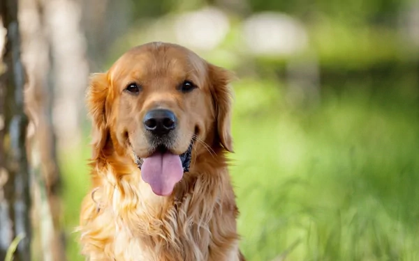 HD desktop wallpaper featuring a golden retriever with its tongue out, standing in a lush green outdoor setting.