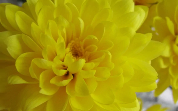 Close-up of a vibrant yellow flower, showcasing detailed petals in this HD nature-themed PC desktop wallpaper and background.