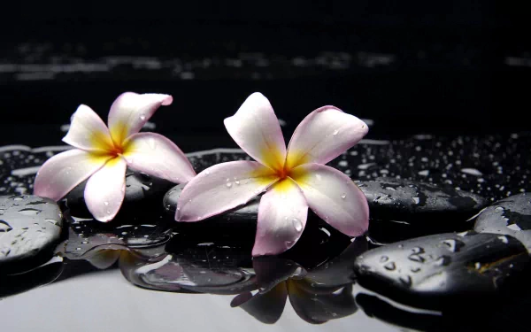 HD desktop wallpaper featuring two delicate frangipani flowers resting on smooth black stones with water droplets, capturing serene flower and nature beauty.