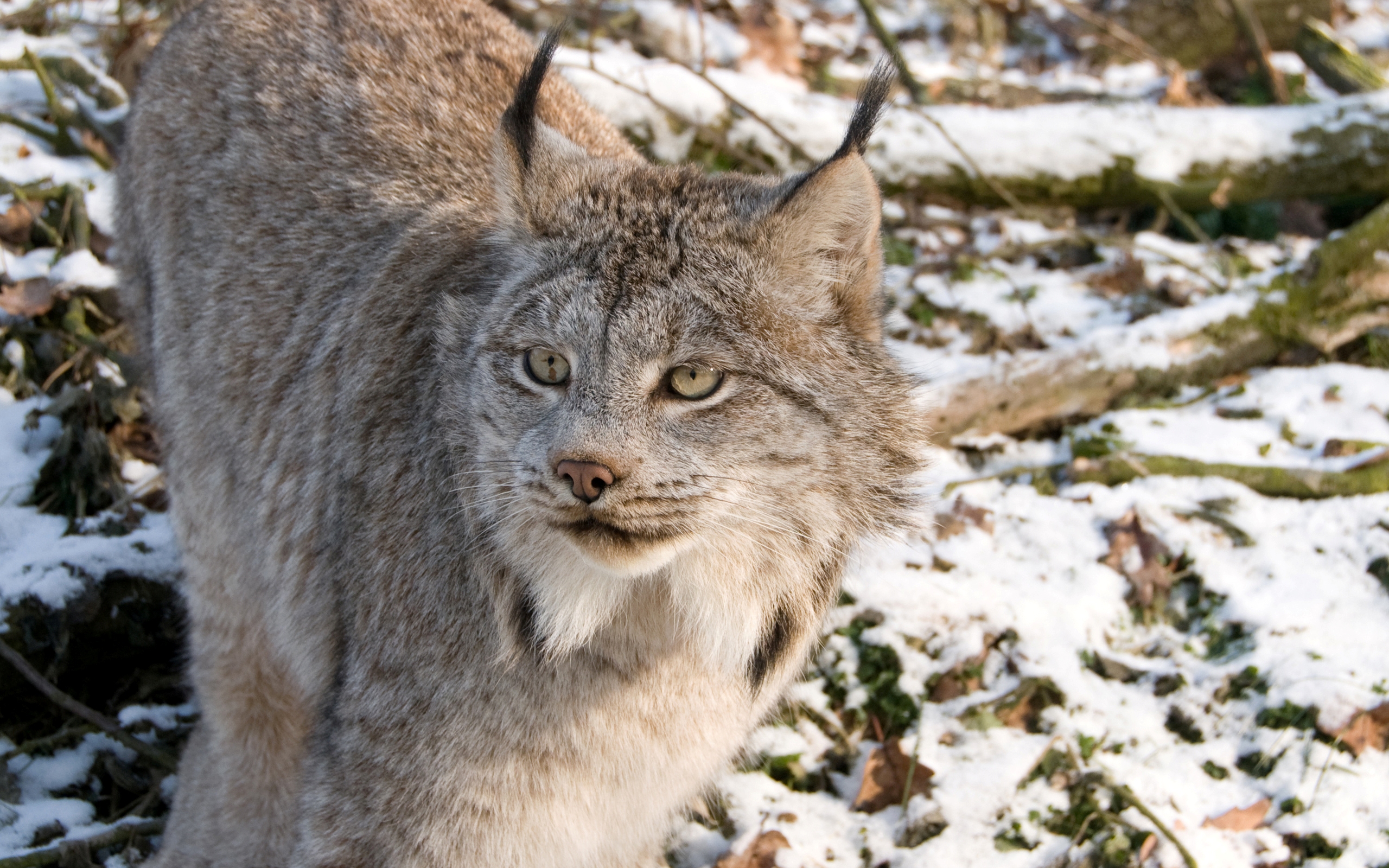 Download Animal Lynx HD Wallpaper