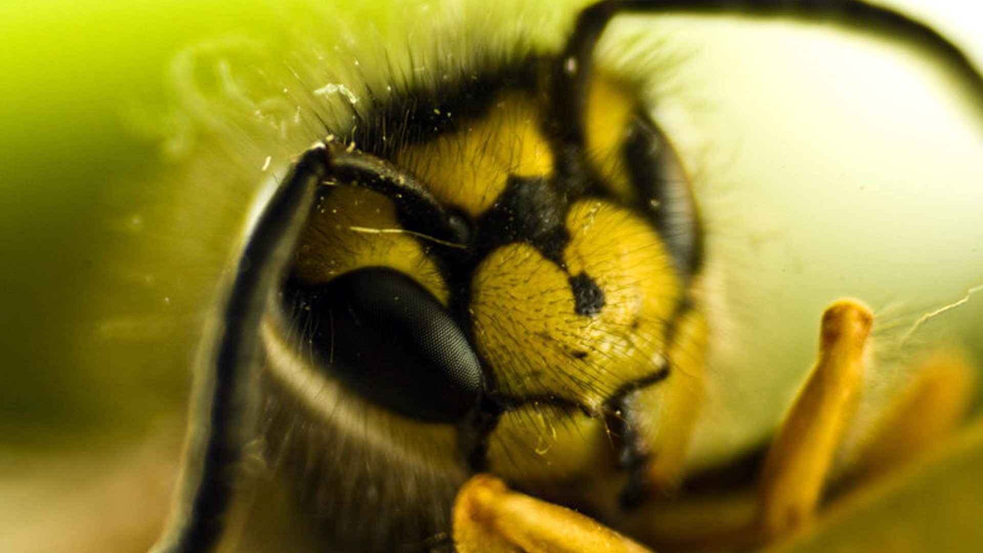 Download Animal Wasp HD Wallpaper
