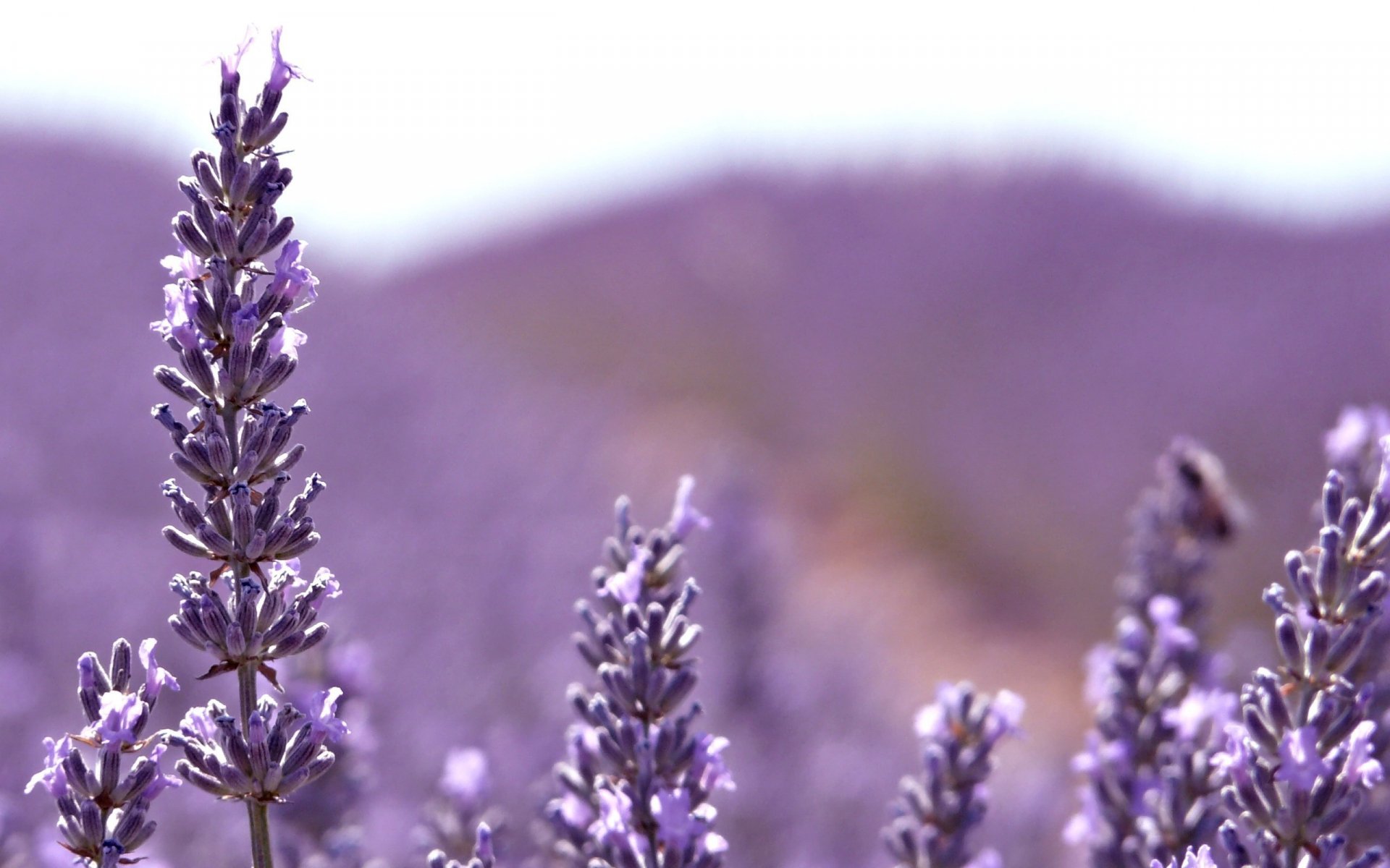Download Nature Lavender HD Wallpaper