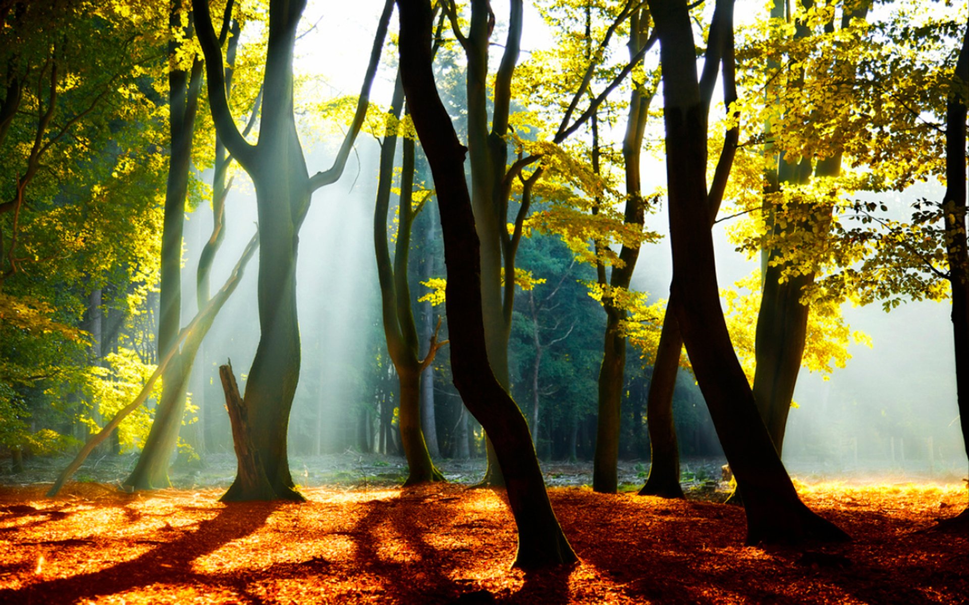 Download Nature Sunbeam HD Wallpaper