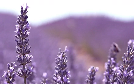nature lavender HD Desktop Wallpaper | Background Image