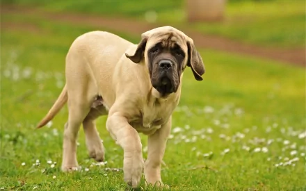 mastiff Animal dog HD Desktop Wallpaper | Background Image