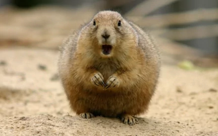 Animal groundhog HD Desktop Wallpaper | Background Image