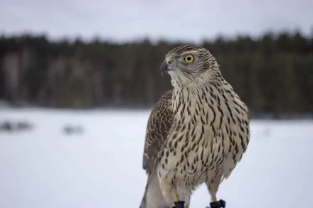 A sharp 4K Ultra HD image of a falcon standing in a snowy landscape with a blurred forest background, captured in vivid detail for a PC desktop wallpaper.