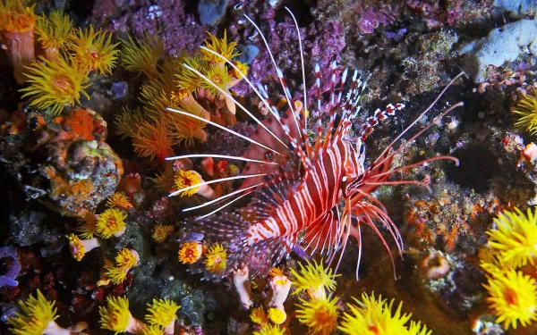HD desktop wallpaper featuring a vibrant lionfish among colorful coral and sea anemones in a detailed underwater scene.