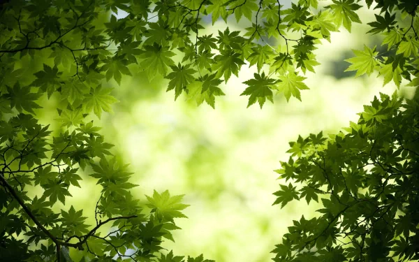 nature branch HD Desktop Wallpaper | Background Image