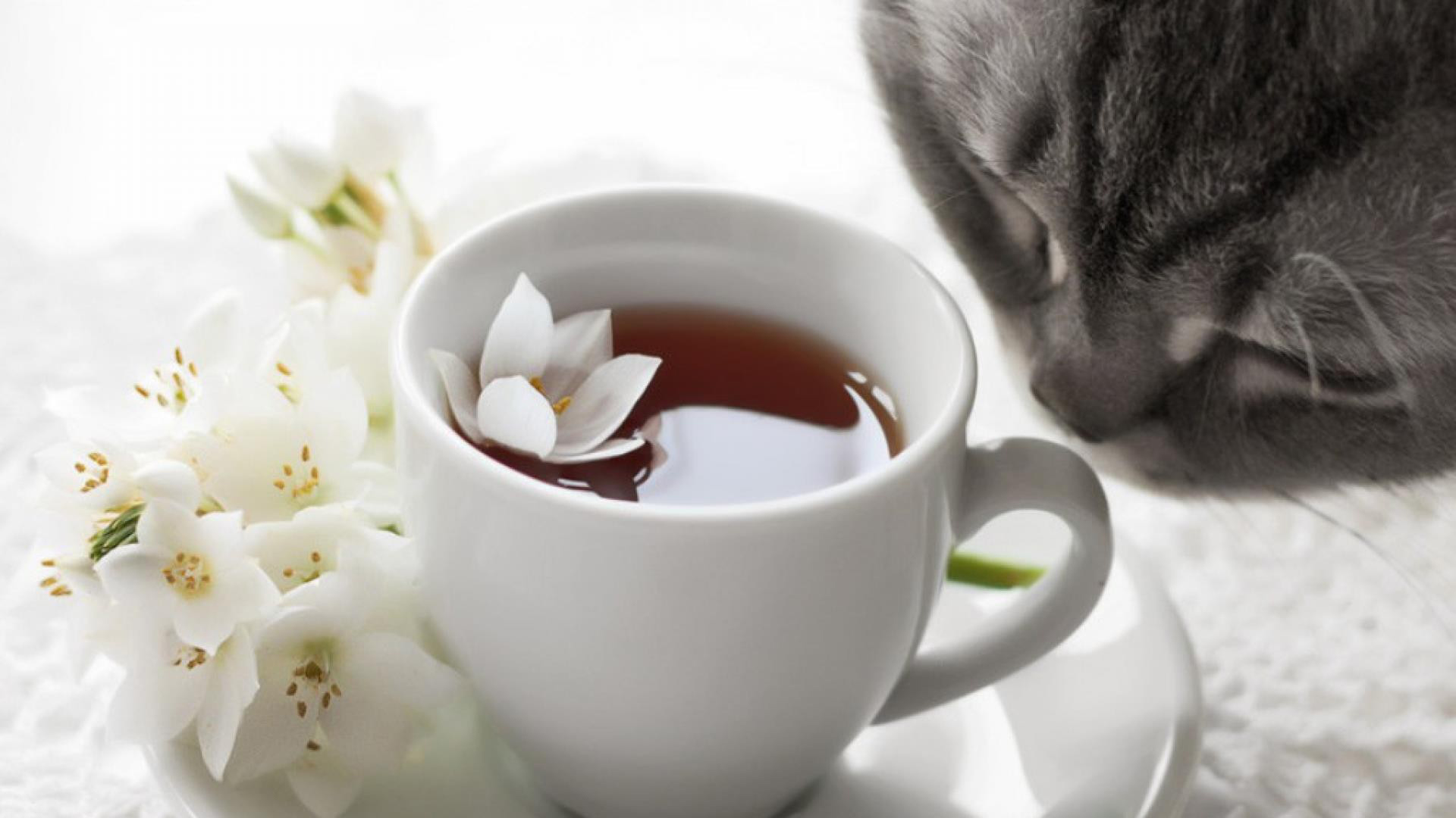Download Food Tea HD Wallpaper