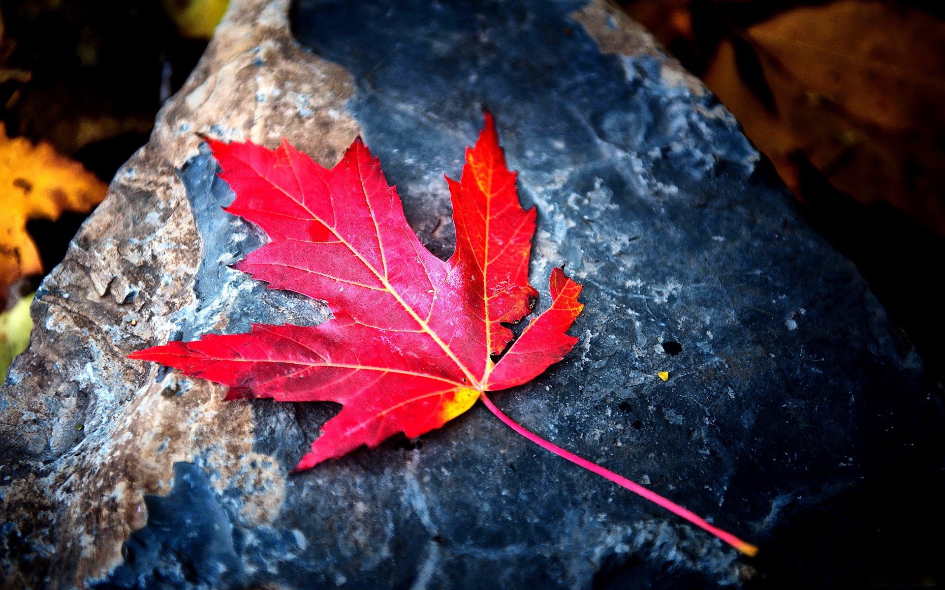 HD PC desktop wallpaper background: a vivid red maple leaf resting on a textured dark rock, nature leaf close-up.