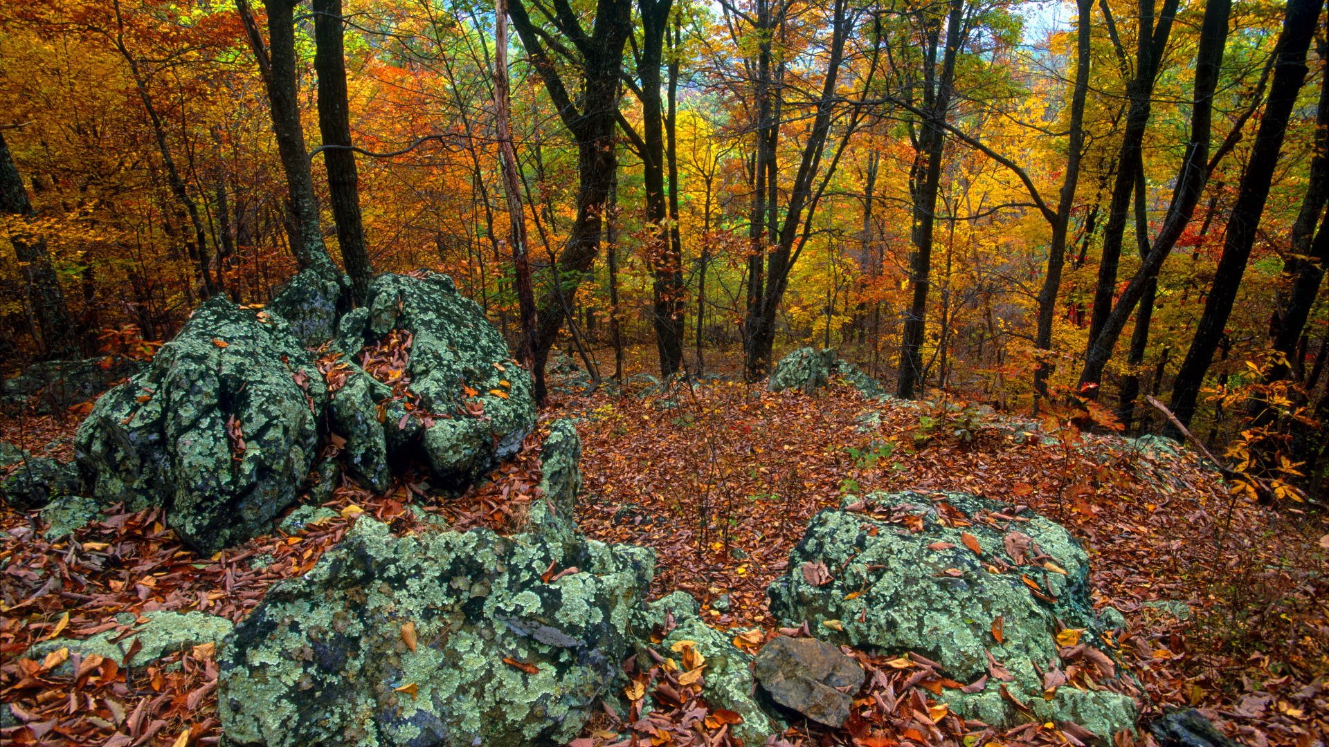 Fell nature. Осенний лес после туристов картинки.