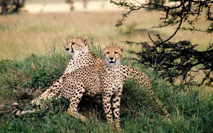 A stunning HD wallpaper featuring two cheetahs lounging together in a lush green landscape, showcasing their graceful form and distinctive spotted coats.