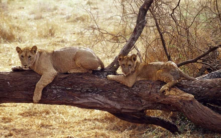 cub Animal lion HD Desktop Wallpaper | Background Image