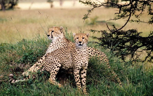A stunning HD wallpaper featuring two cheetahs lounging together in a lush green landscape, showcasing their graceful form and distinctive spotted coats.