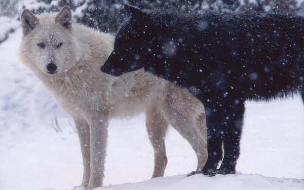 Animal Wolf Wolves HD Wallpaper | Background Image