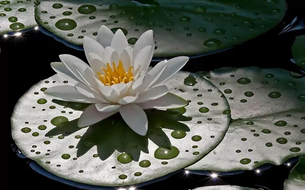 HD desktop wallpaper of a white water lily with yellow center, resting on green lily pads dotted with water droplets in a serene natural setting.