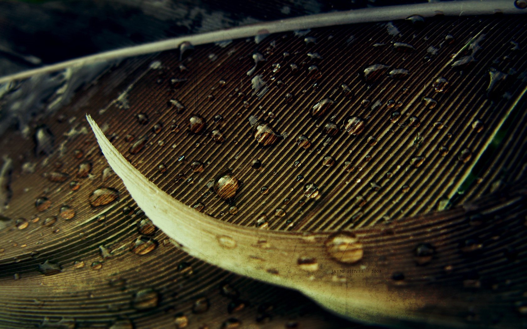 Close-up photography of a feather with water droplets on a dark textured surface — HD PC desktop wallpaper background