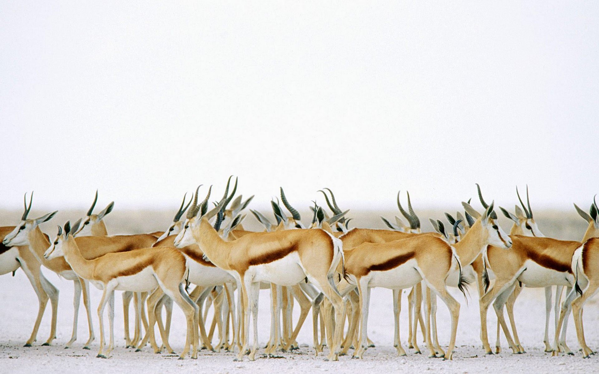 Download Springbok Animal Antelope HD Wallpaper