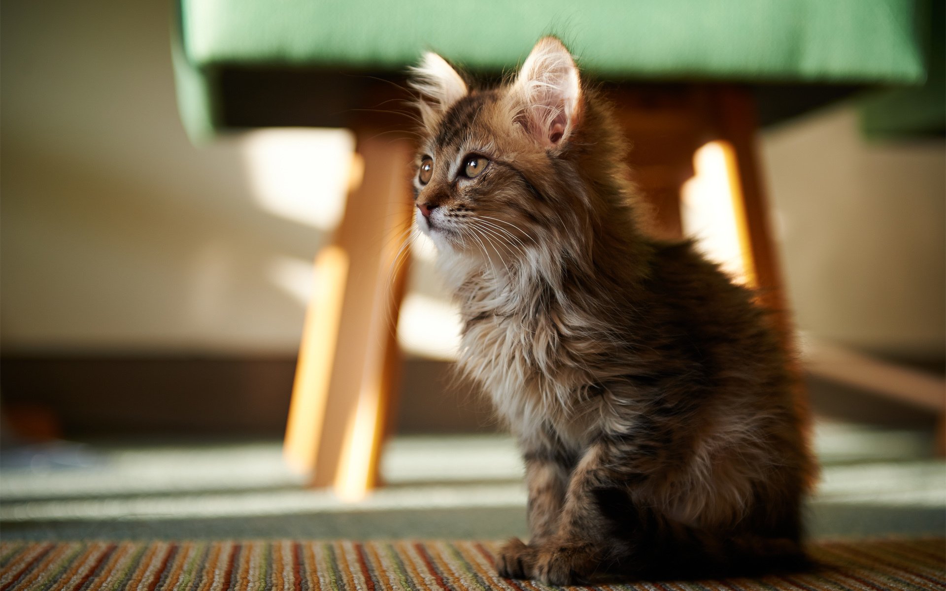 A charming cat sits attentively on a colorful rug, its playful expression complemented by soft lighting. This high-definition image serves as a delightful desktop wallpaper.