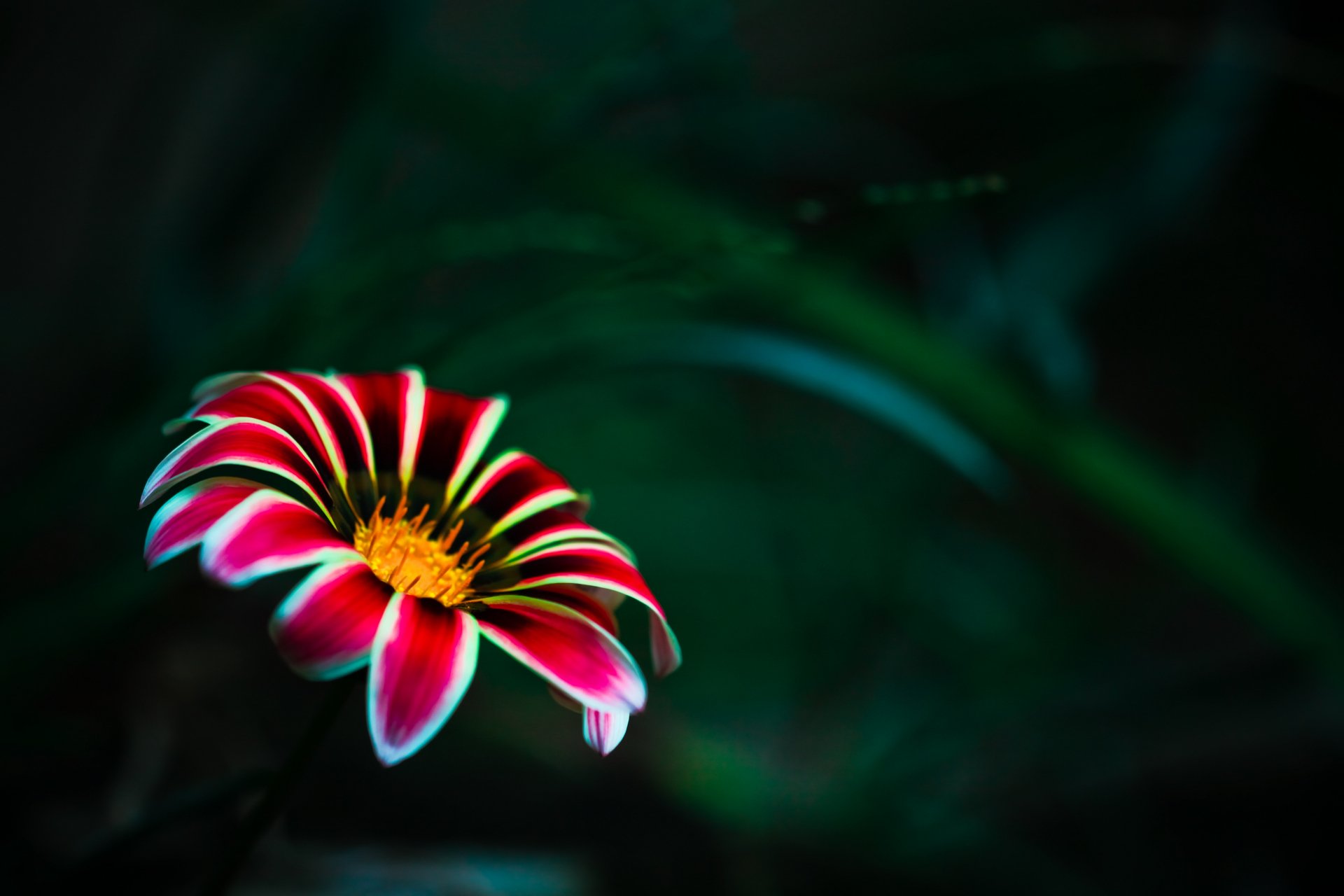 Nature Flower 4k Ultra HD Wallpaper