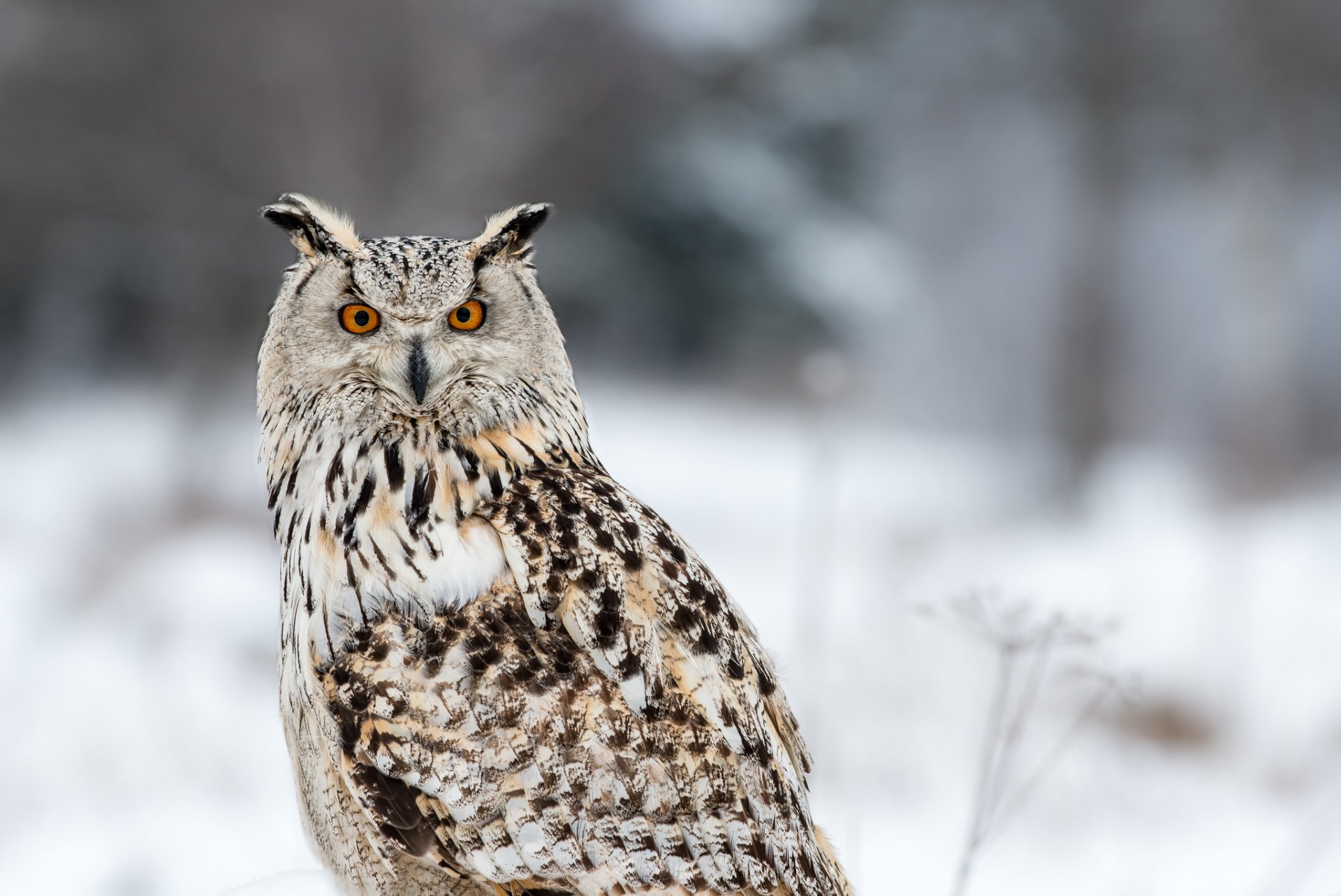 HD PC desktop wallpaper of a detailed owl with bright orange eyes against a soft-focus snowy background.