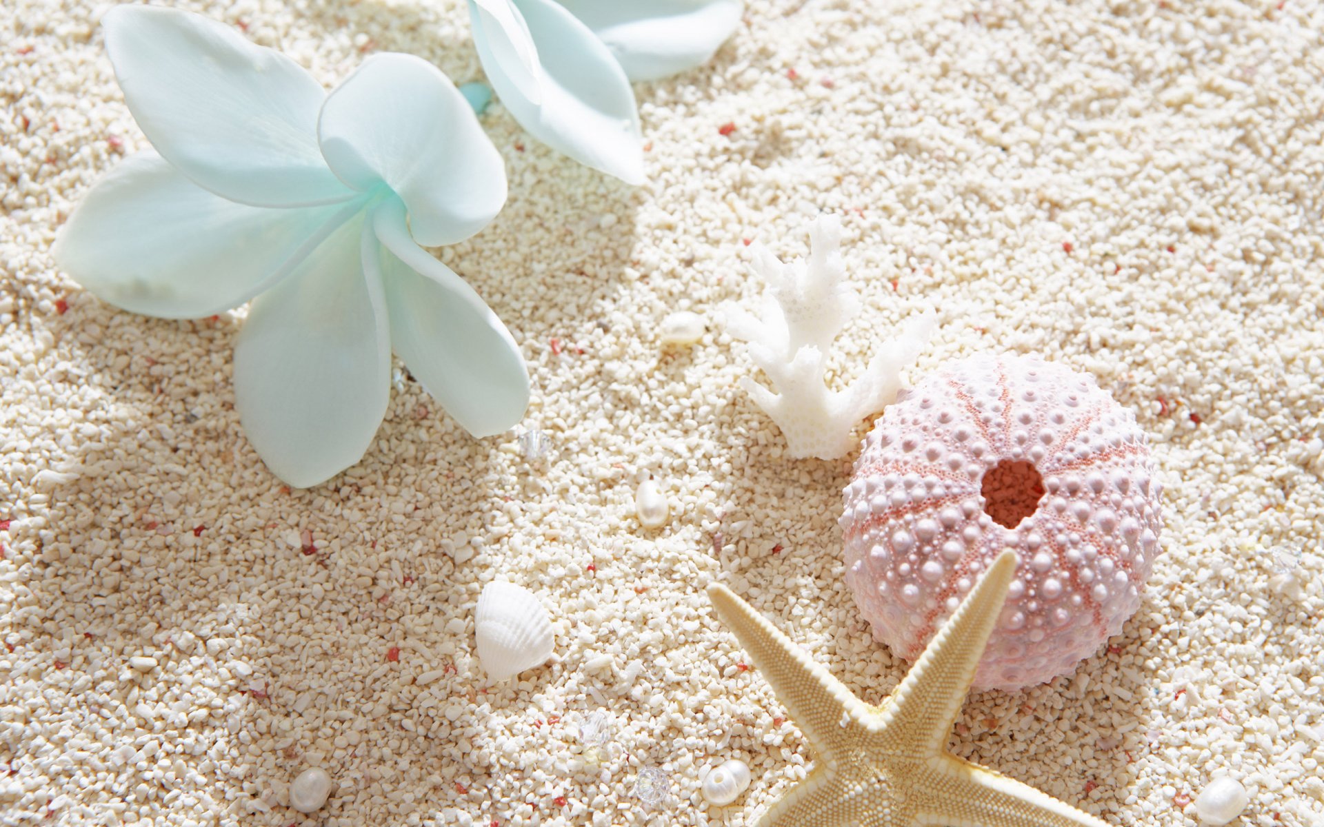 Close-up of delicate white flowers, a pink sea urchin shell, and a starfish resting on fine sand, captured in HD for a serene nature desktop wallpaper.