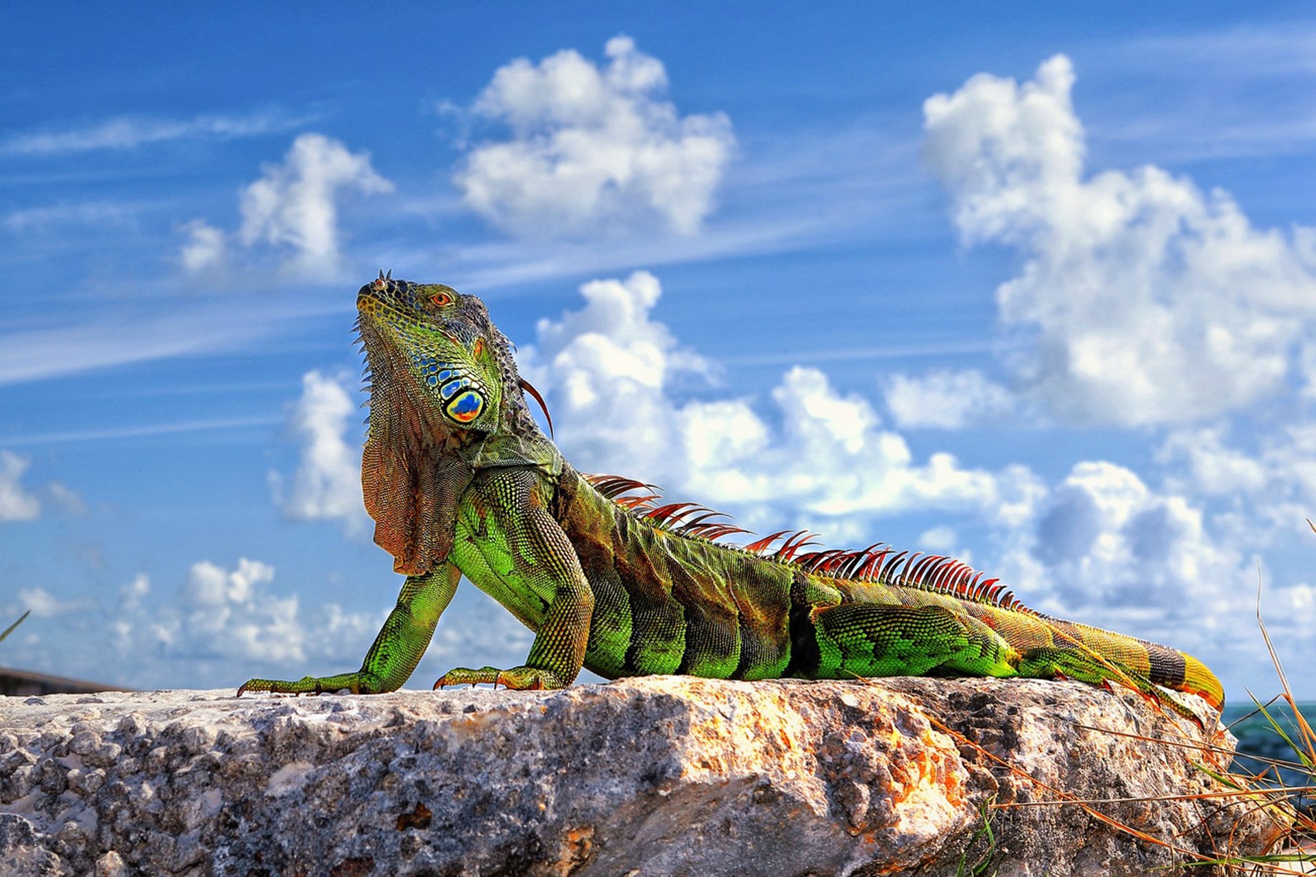 Download Animal Iguana HD Wallpaper