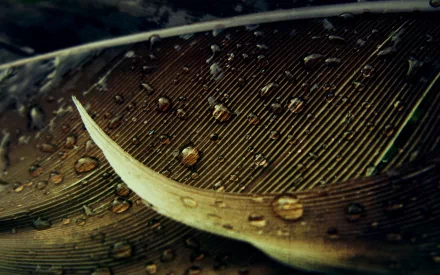 photography feather HD Desktop Wallpaper | Background Image