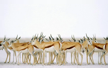 springbok Animal antelope HD Desktop Wallpaper | Background Image