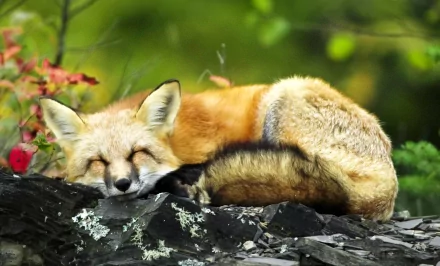 HD PC desktop wallpaper and background showing an animal — a red fox curled up sleeping on mossy rocks amid sunlit green foliage.