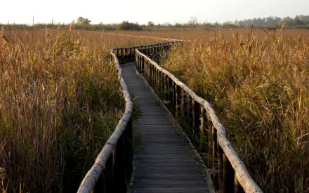 man made boardwalk HD Desktop Wallpaper | Background Image