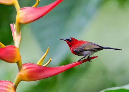 HD desktop wallpaper of a vibrant red and brown bird perched on a bright tropical flower against a soft green blurred background.