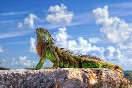 Animal iguana HD Desktop Wallpaper | Background Image