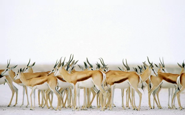 springbok Animal antelope HD Desktop Wallpaper | Background Image