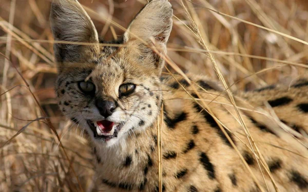 HD PC desktop wallpaper background: serval (animal) crouched in dry grass, spotted coat, large ears and open mouth.