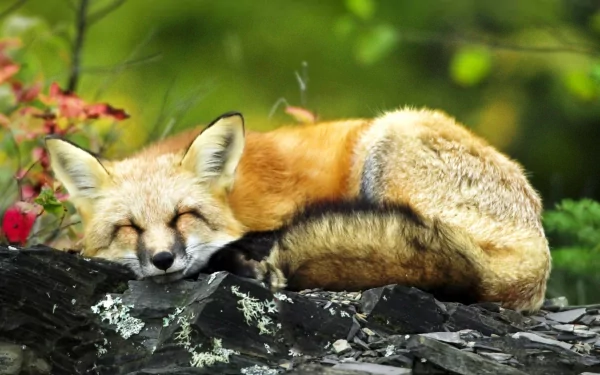 HD PC desktop wallpaper and background showing an animal — a red fox curled up sleeping on mossy rocks amid sunlit green foliage.