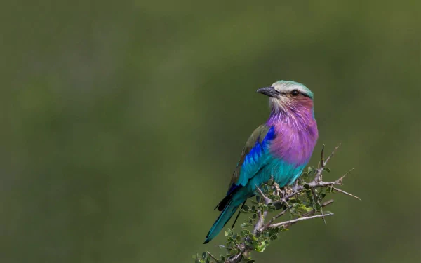 HD PC desktop wallpaper and background featuring a lilac-breasted roller bird (animal) perched on a thorny branch against a soft green backdrop.